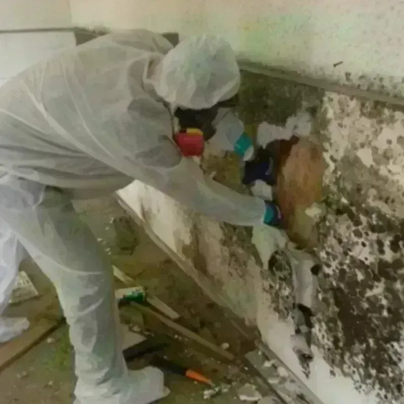 Mold Remediation and Removal in Seven Fields, PA